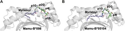 Structural aspects of chemical modifications in the MHC-restricted immunopeptidome; Implications for immune recognition